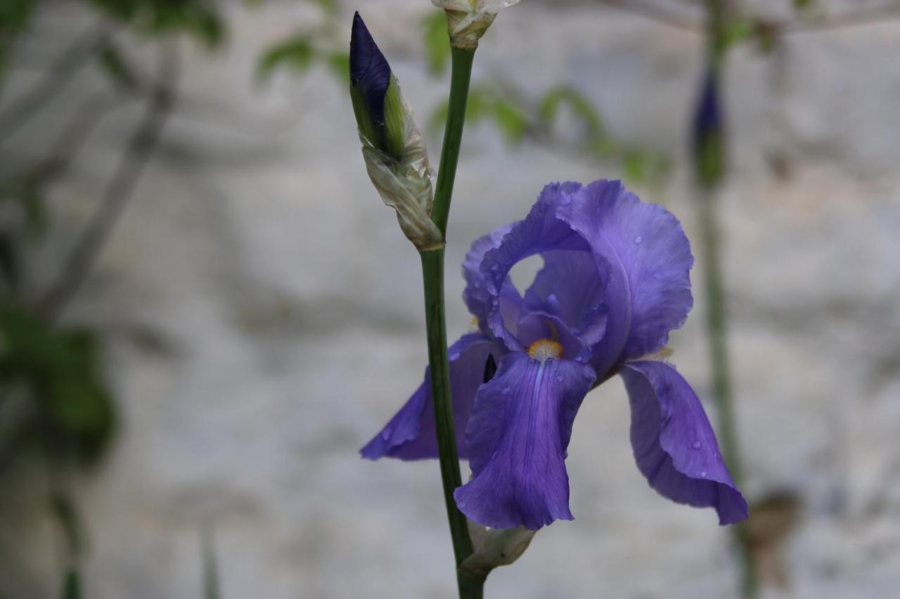 بروكسل B&B Les Iris المظهر الخارجي الصورة
